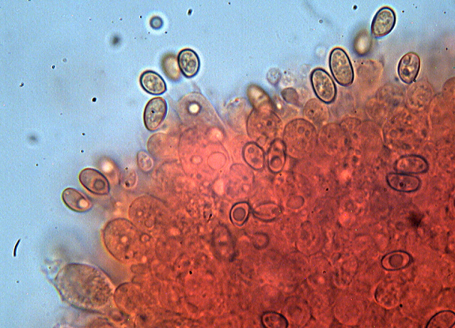 Inocybe??? dal giardino di Paolofon